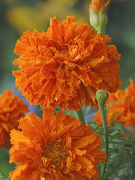 MARIGOLD Kees Orange